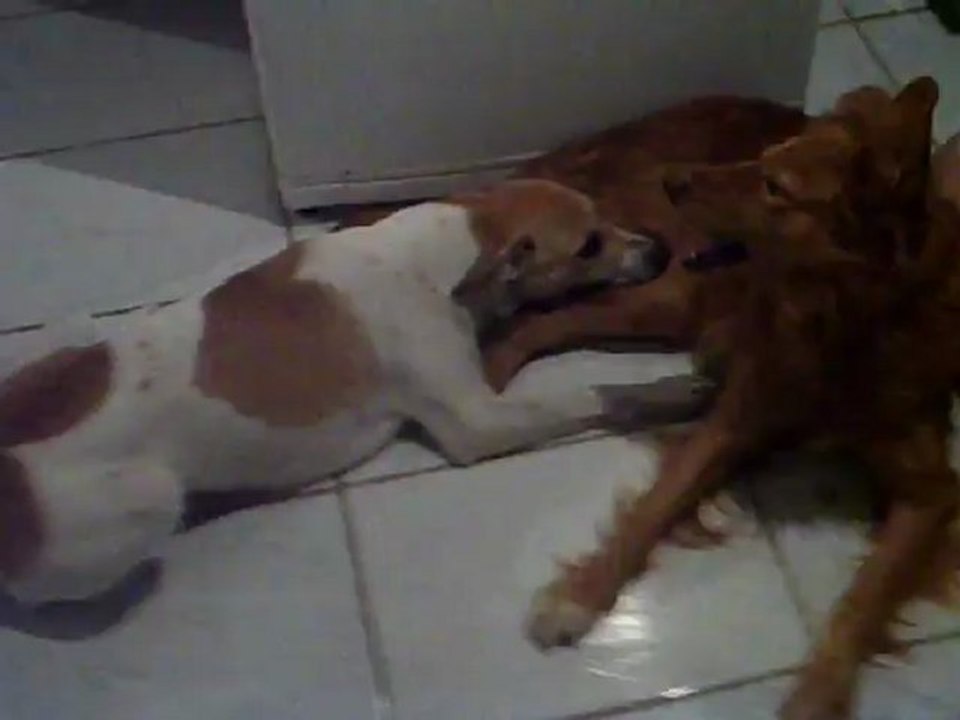 Lucas, Elvis e Nicole