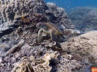 Google Maps Underwater Streetview Takes You on Virtual Deep Sea Dive