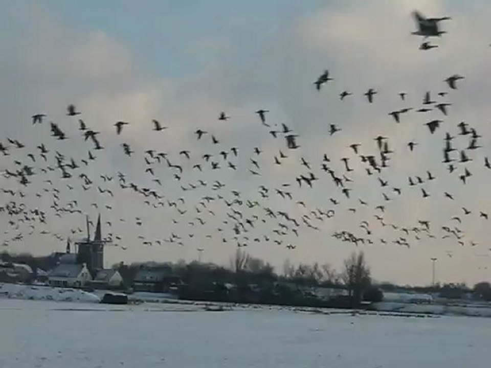 wilde ganzen