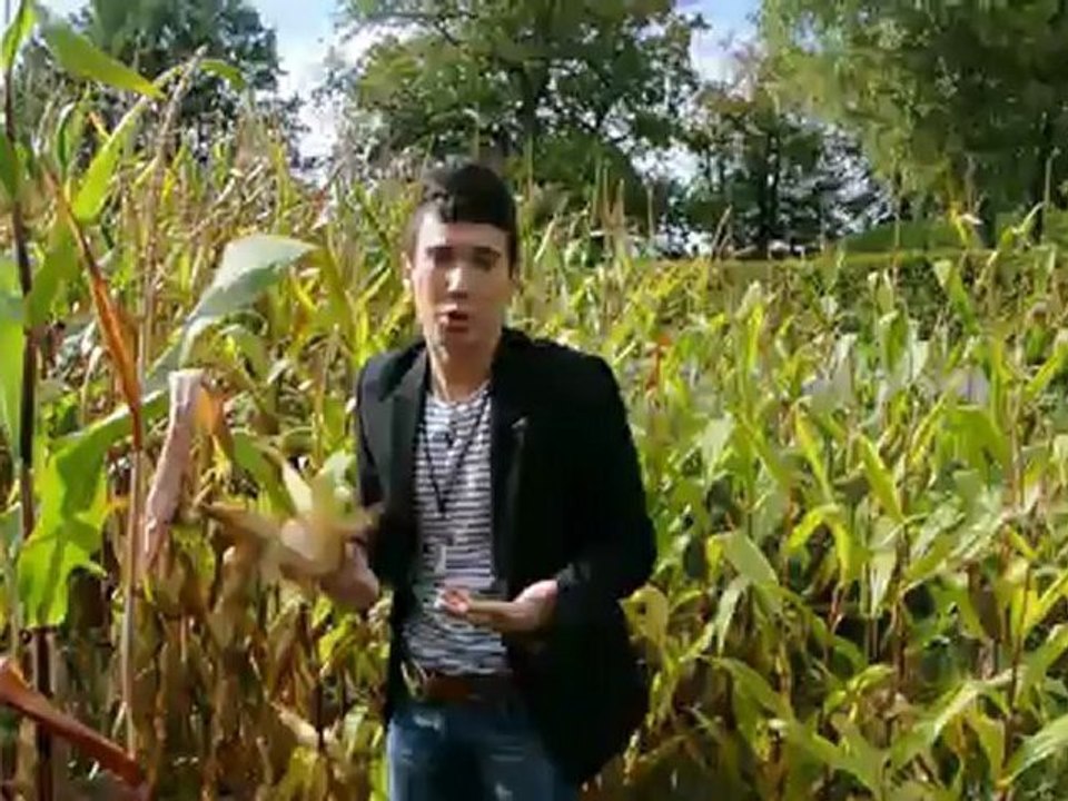 CHAPITRE 2 :  Madonna dans un champ de maïs !