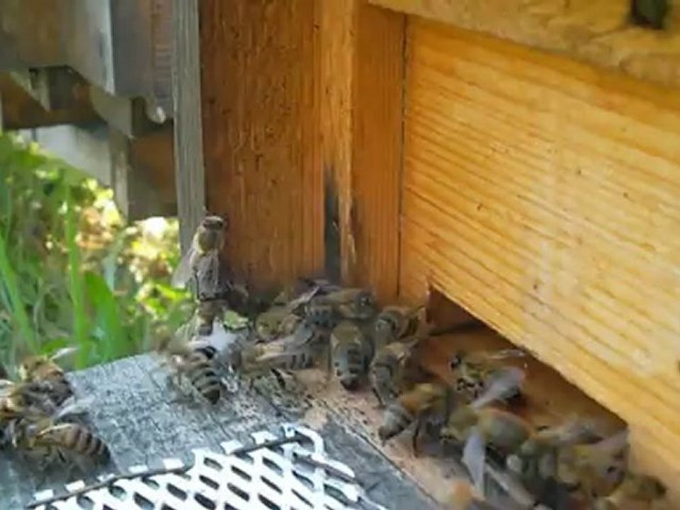 çiftleşme uçuşundan dönüp kovana giren ana arı