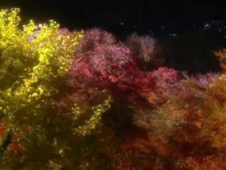 Peaceful Meditation Music Pure Chillout - Autumn Leaves Kyoto [Hd]