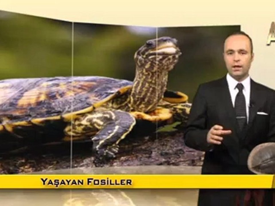 MİLYONLARCA YILDIR DEĞİŞMEYEN KAPLUMBAĞALAR