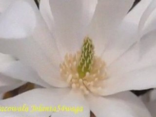 Kwiat magnolii Lech Stawski