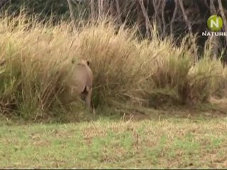 Львиное дерево