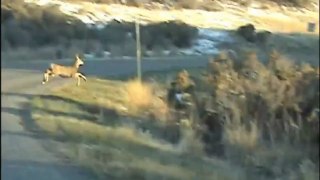Idaho Mule Deer Running