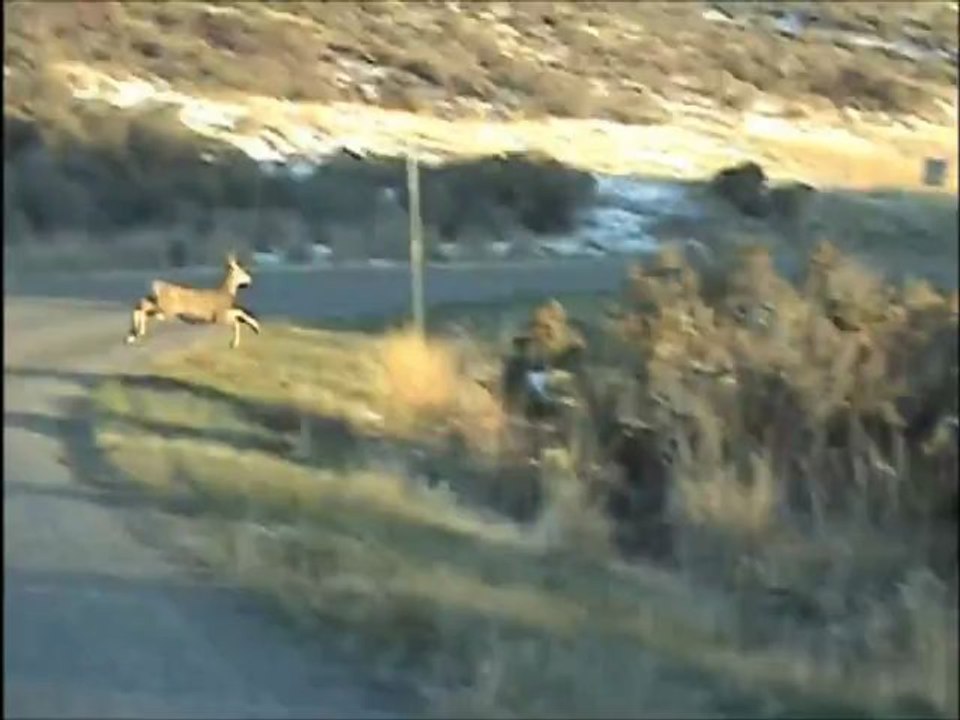 Idaho Mule Deer Running