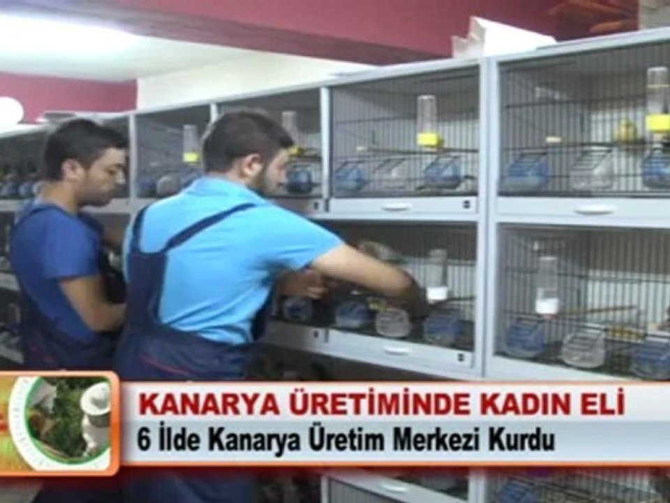 KANARYA ÜRETİMİNDE KADIN ELİ