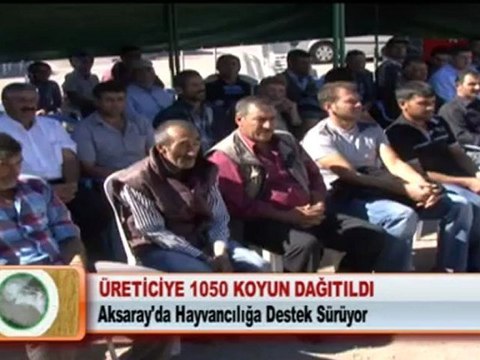 ÜRETİCİYE 1050 KOYUN DAĞITILDI