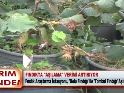 FINDIKTA “AŞILAMA” VERİMİ ARTIRIYOR