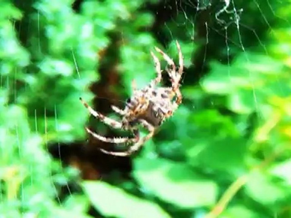 Garden Spider - Creation