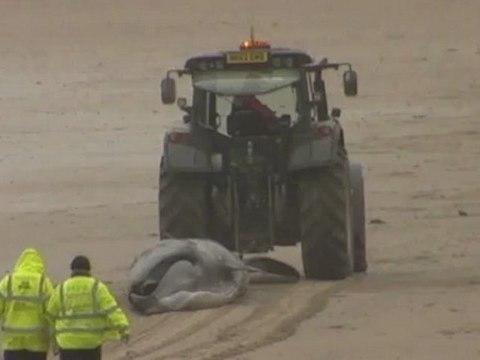 Minke whale dies after becoming stranded on British beach