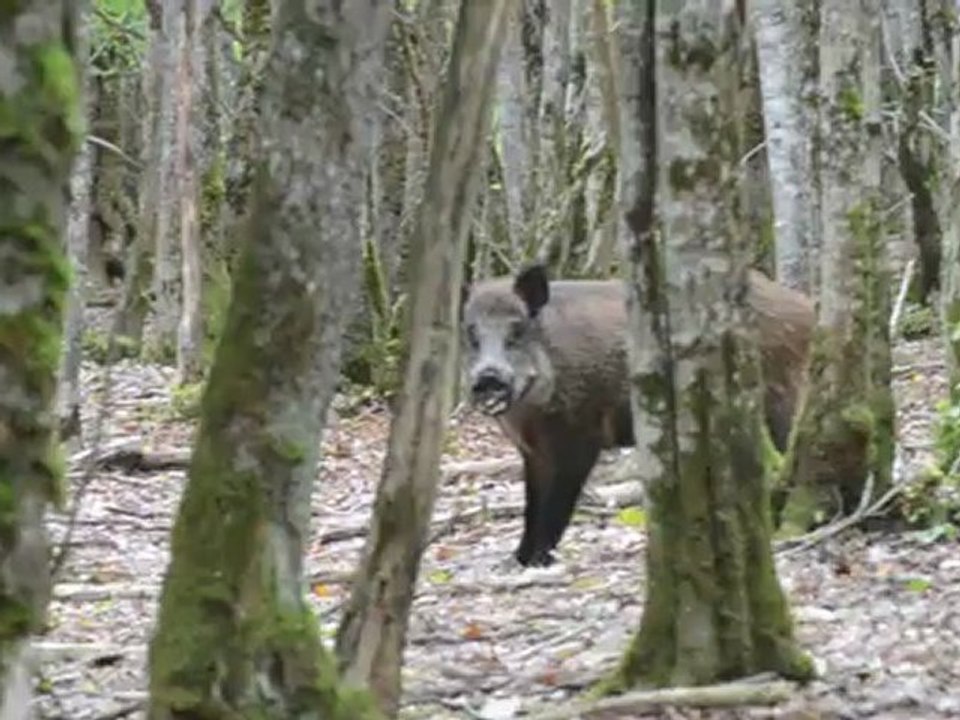 Chasse 21 et 22 septembre 2012