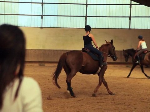 Laval : deux nouveaux chevaux d’instruction au lycée agricole