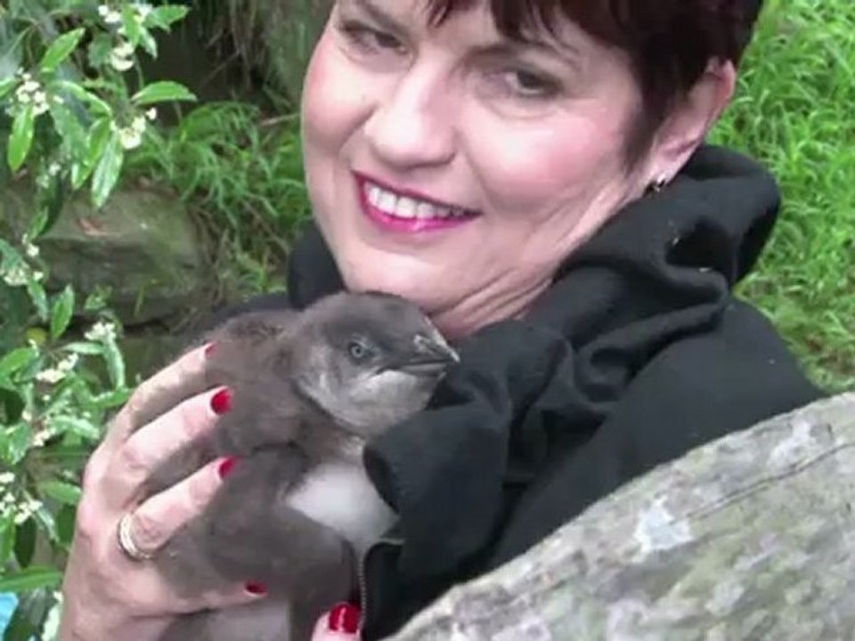 Die letzten Großstadt-Pinguine von Sydney