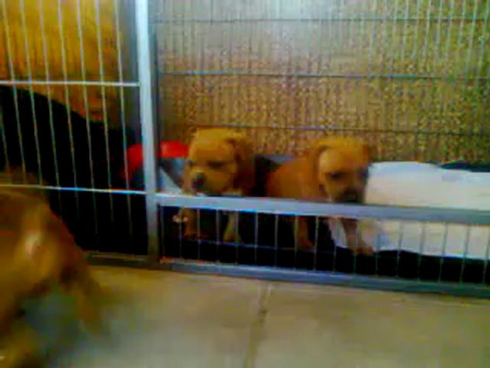 Chiot staffie rouge de Staffordland