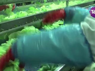 20 septembre 2012 - Découverte de l'entreprise Florette