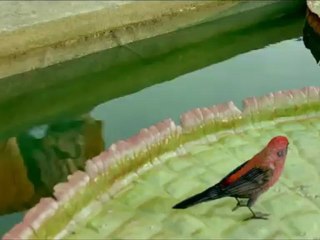 Bande-annonce en VF pour L'Odyssée de Pi