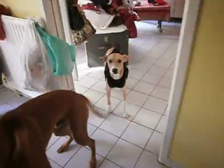 Redden et la petite robe noire n° 1