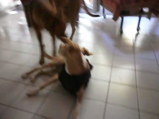 Redden et la petite robe noire n° 6