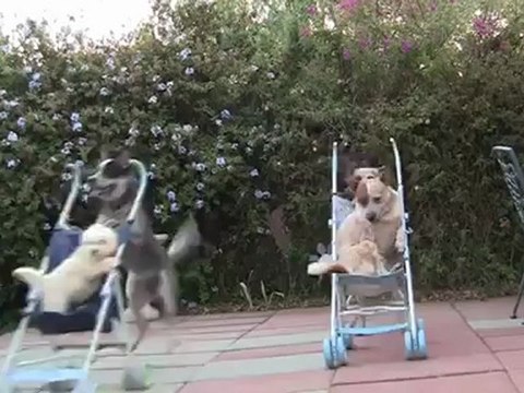 Os picanços entre os verdadeiros cães corrida