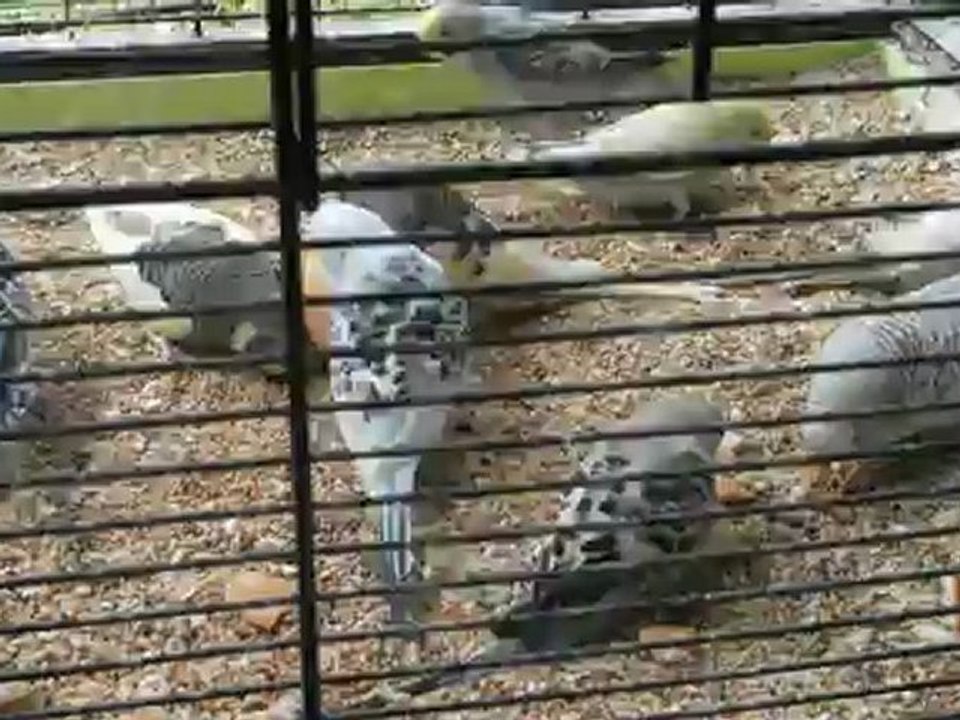 les perruches et le pain