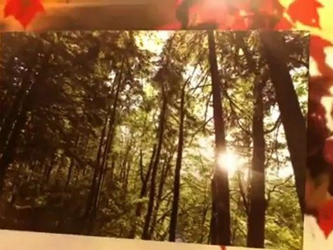 Affordable Tree Services (218) 732-8230