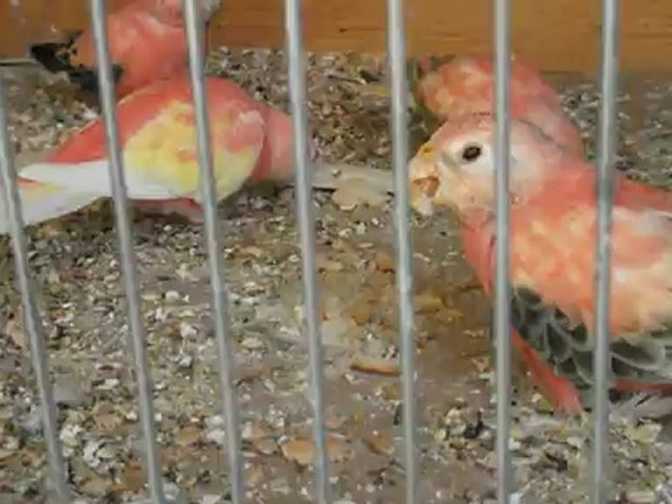 perruches bourke et le pain