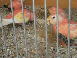 perruches bourke et le pain