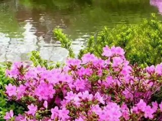 Reve...(Victor Huynh)