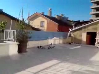ankara oyun kuşu 2012 boz yavru    Gökhan yıldırıma aittir