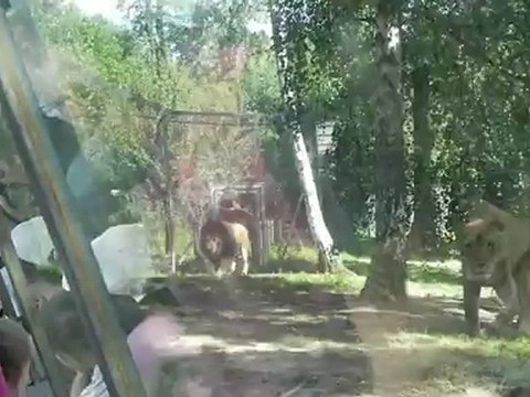 Parc zoologique de Thoiry