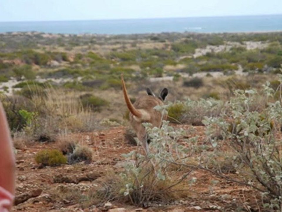Anouk au pays des Kangourous