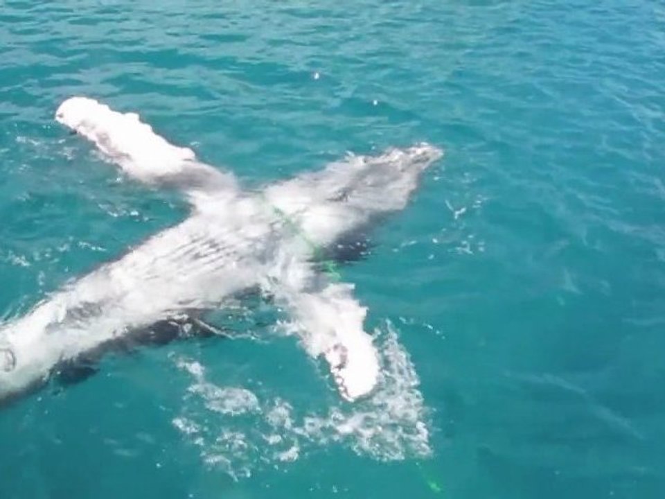 lino et le baleineau