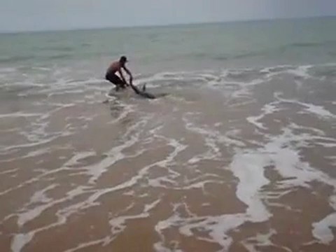 Спас акулу. Акула как могла сопротивлялась