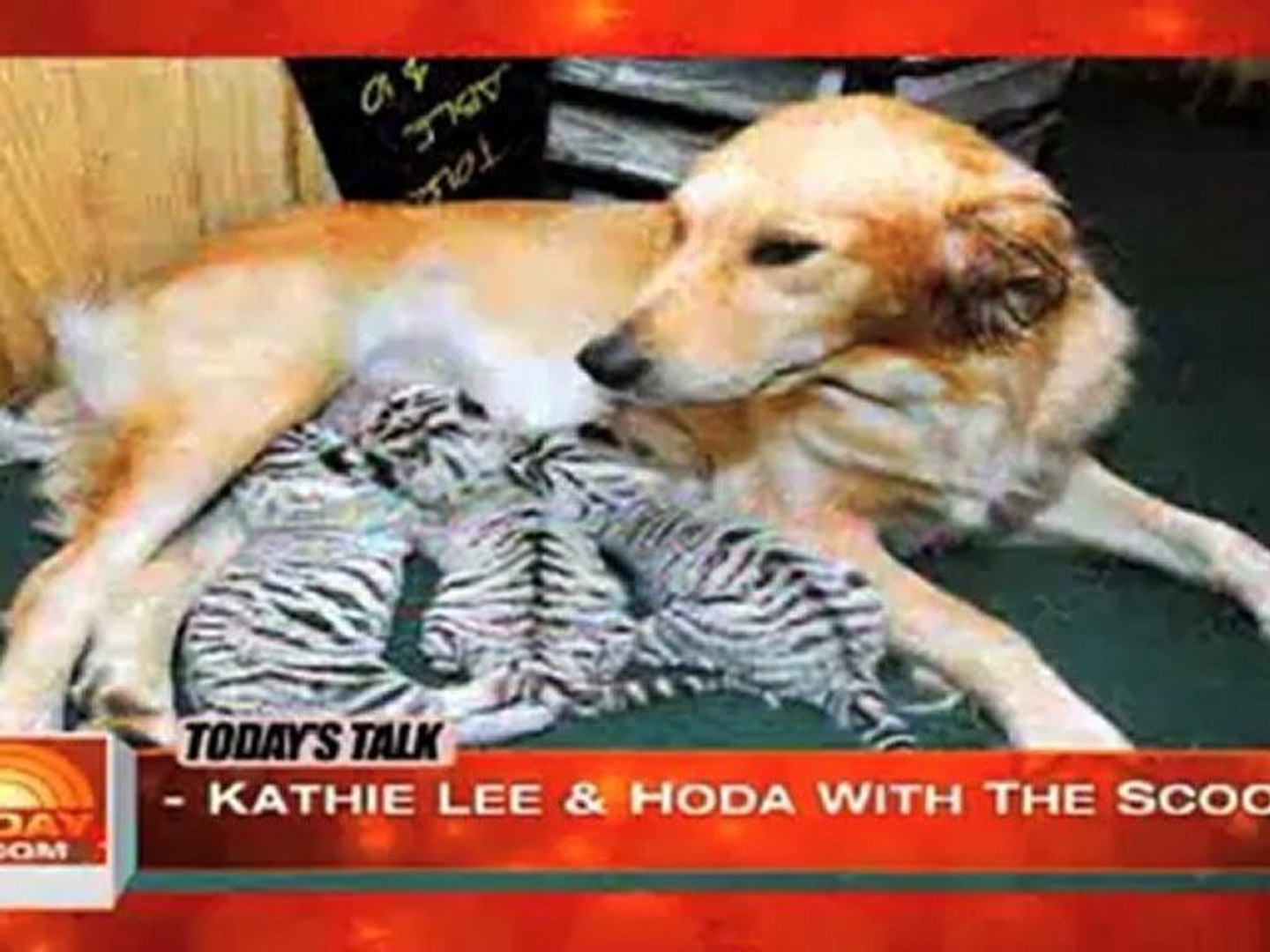 Animals Adopting Animals of Different Species