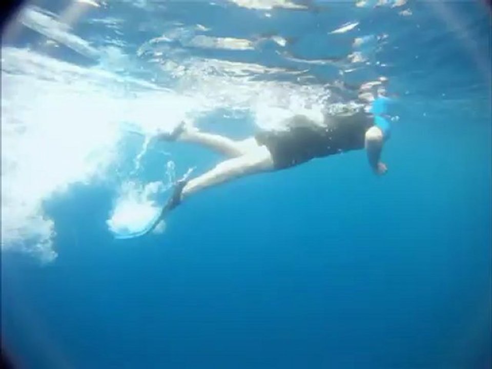 Nage avec les Dauphins 2012 - Bateau Annett à Cannes – Mandelieu en France