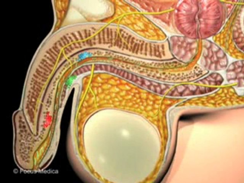 Urology (Animated Pocket Dictionary)