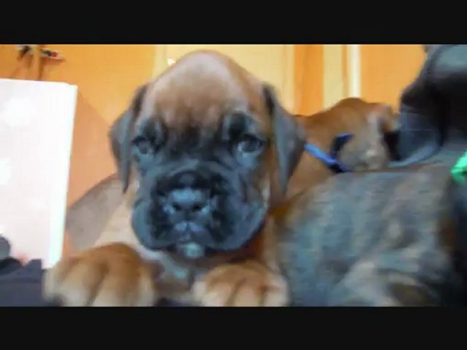 Les Bibous à 38 jours, 2012-09-26 (CHEYENNE de SAINT QUINIS X UCELLO du DOLON / Portée des "H" 2012)