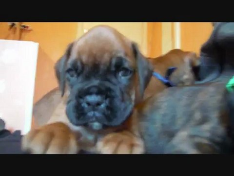 Les Bibous à 38 jours, 2012-09-26 (CHEYENNE de SAINT QUINIS X UCELLO du DOLON / Portée des H 2012)