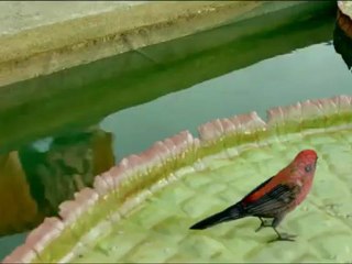 L'Odyssée de Pi - Bande-annonce VF-