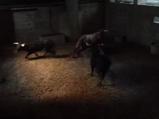 ESPECTACULAR DESENCAJONADA DE LOS NOVILLOS DE VALDEFRESNO