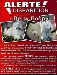 alerte disparition chien race samoyede