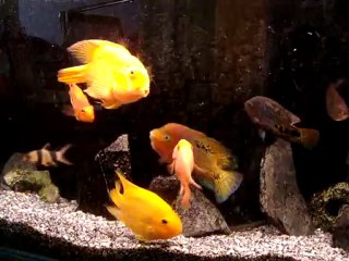 la musique j,adore..  montage et de moi ..