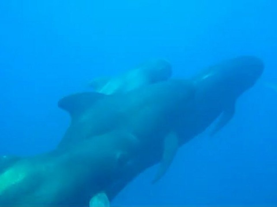 Nage avec les Dauphins - Bateau Annett à Cannes – Mandelieu en France