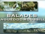 Balades en Languedoc Roussillon :  Huitre mediterrannee