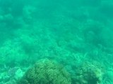 Australie - Cairns - Grande Barrière de Corail
