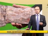 Fosil filmler-Stromatolit kayasi