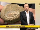 Fosil filmler-Kozalak fosili