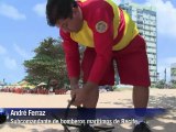 Tiburones en playas de Recife